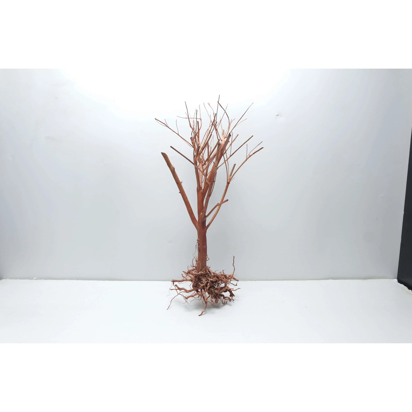 Photinia Wood 15-30cm (Single Piece) - ZAS