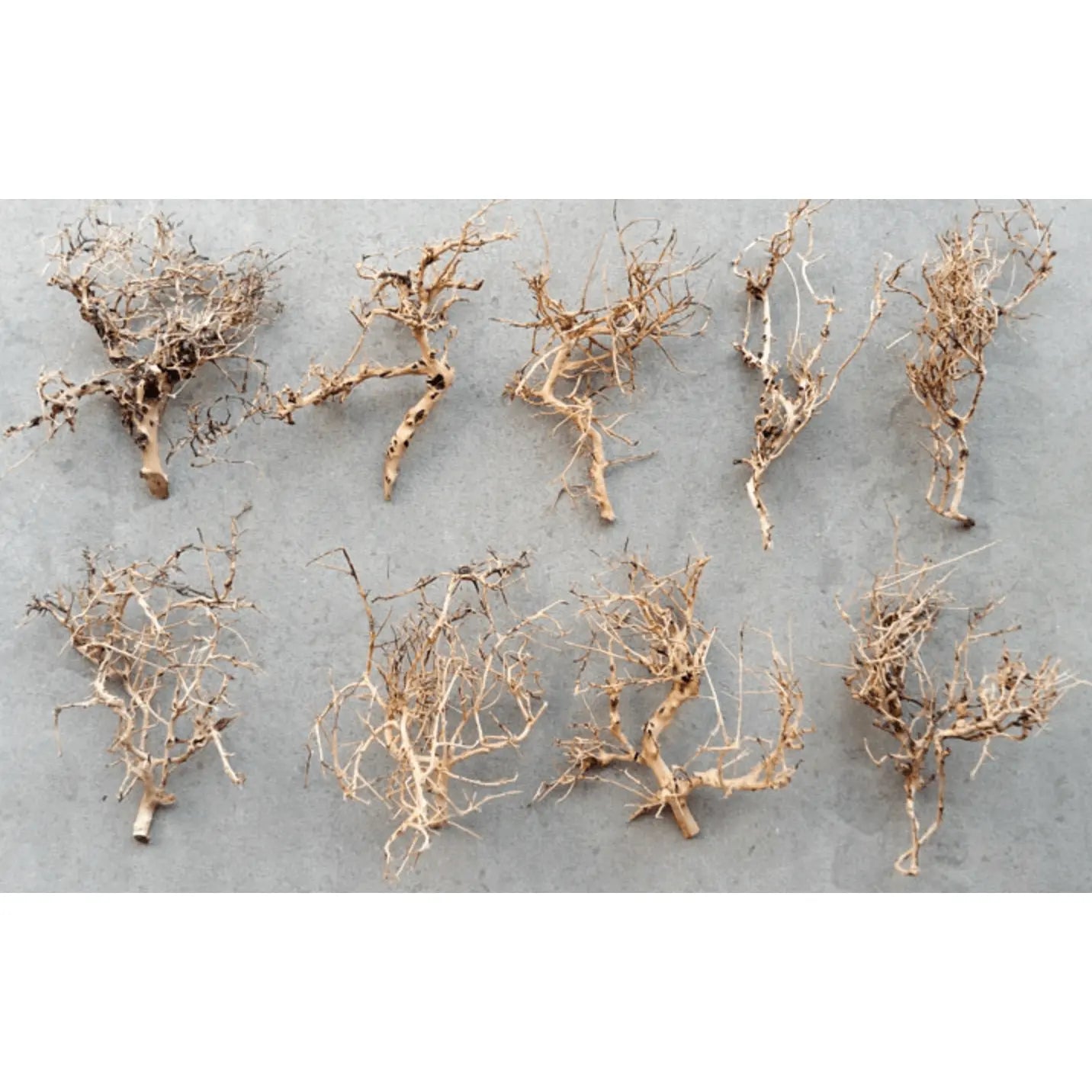 Ramous Wood (1kg) 10-12 pieces - ZAS