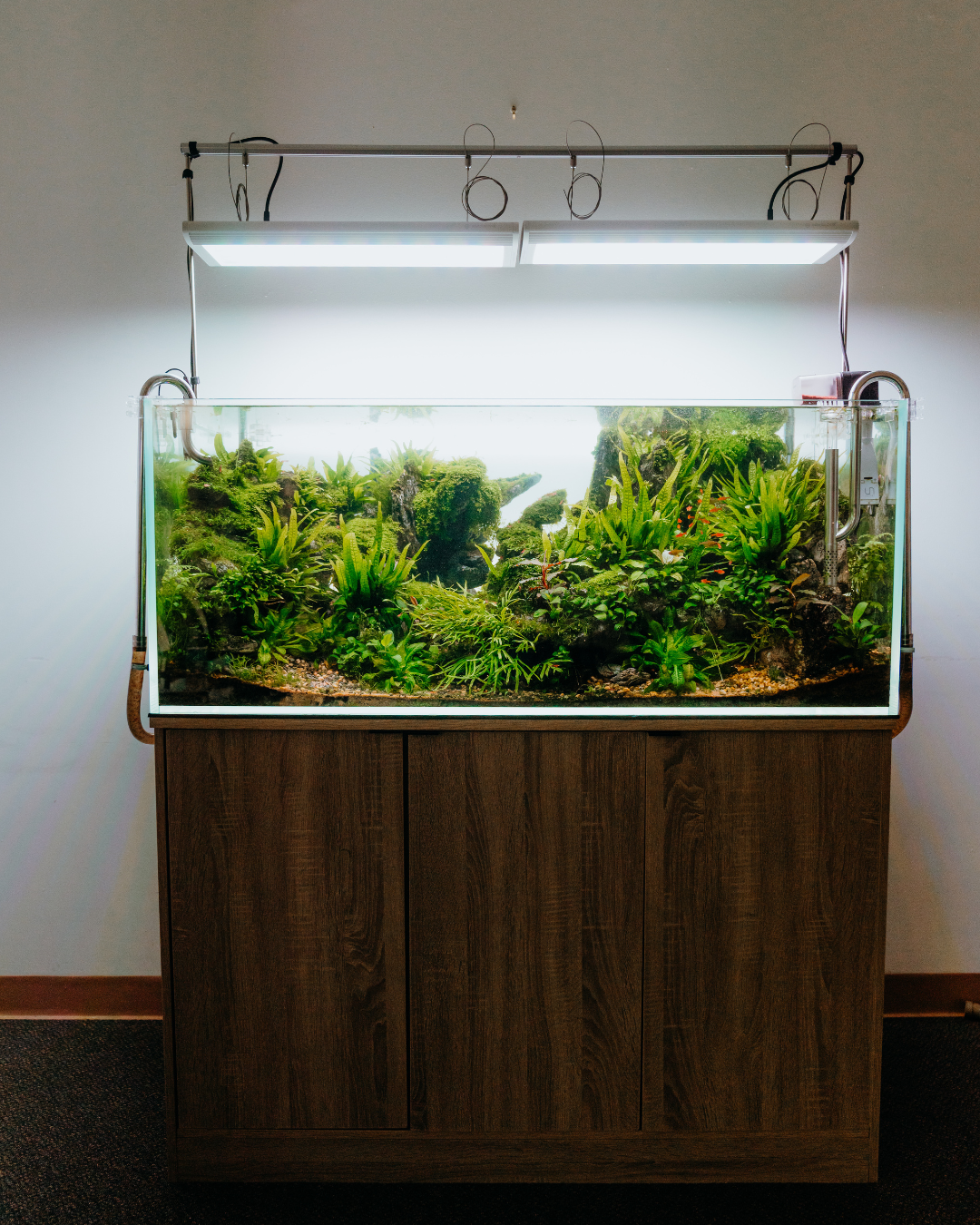 Shallow ZAS ultra-clear glass aquariums