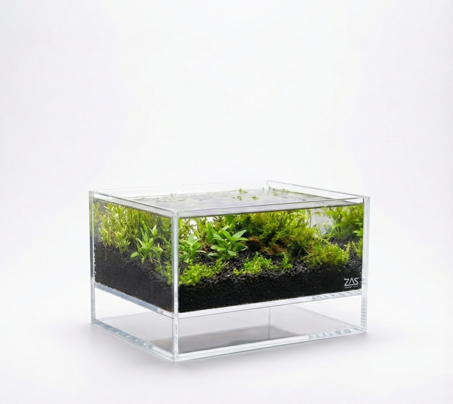 LIVE LEVITUS TANK WITH FREE SOIL - ZAS