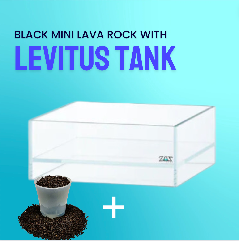 LIVE LEVITUS TANK WITH FREE SOIL