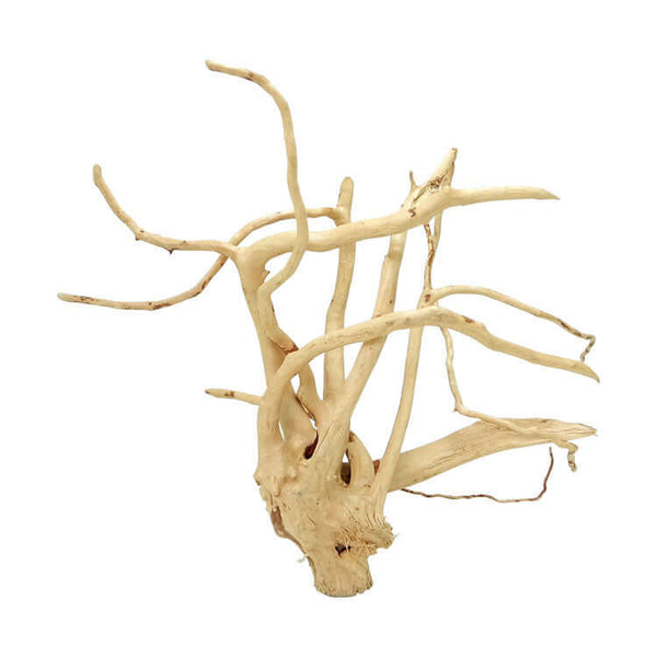 Gold Vine/Wood Root 60-120cm (per kg)
