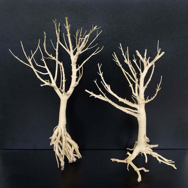 Baby Bonsai Wood (25 - 35cm)