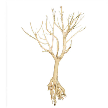 Baby Bonsai Wood (25 - 35cm)