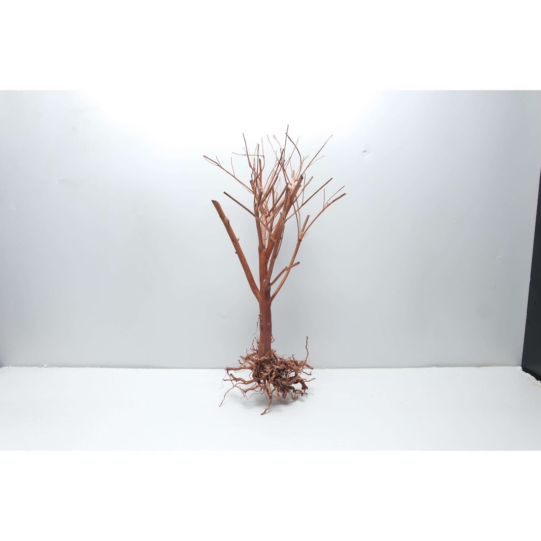 Photinia Wood 15-30cm (Single Piece)